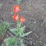 tulipan