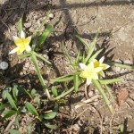 tulipany botaniczne