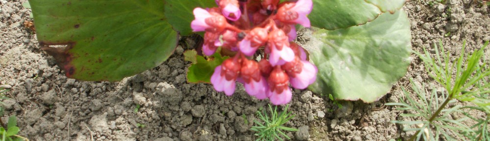 bergenia