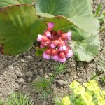 bergenia