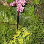 bergenia