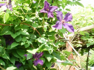 clematis