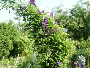 clematis