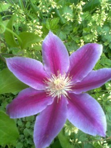 Clematis "Dr. Ruppel"