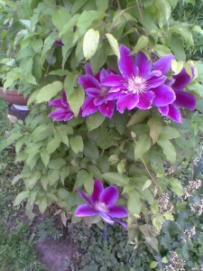 Clematis "Dr. Ruppel"