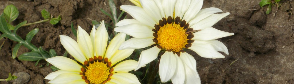 gazania biała